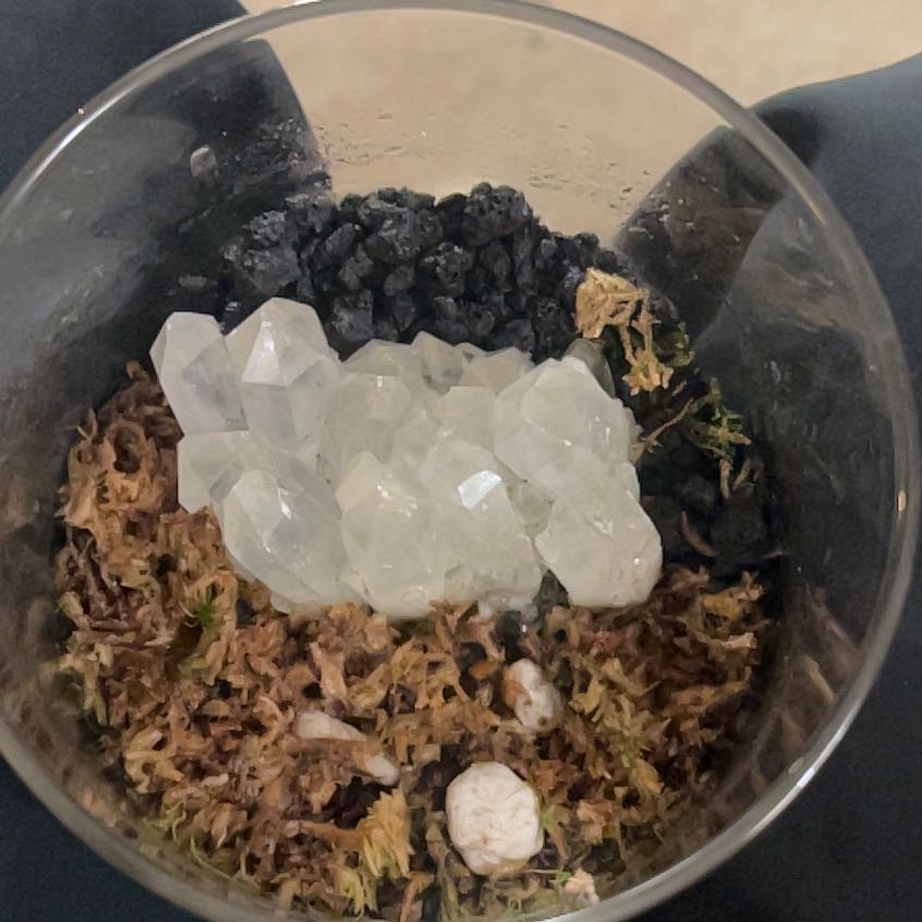 Plant care for Sphagnum truncatum var. bordasii on Greg, the plant care app