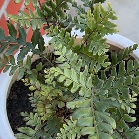 Photo of the plant species Giant Maidenhair by @BoldPickeringia named Fernie Mac on Greg, the plant care app