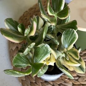 Photo of the plant species Verigated Jade by @BoldPickeringia named Gates on Greg, the plant care app