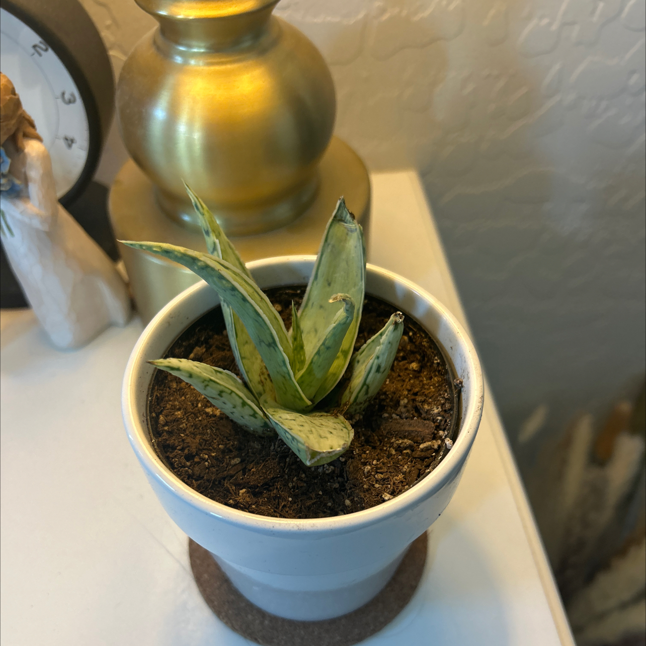 Photo of the plant species Aloe by @Birbiegurl named Reginal Caholic on Greg, the plant care app