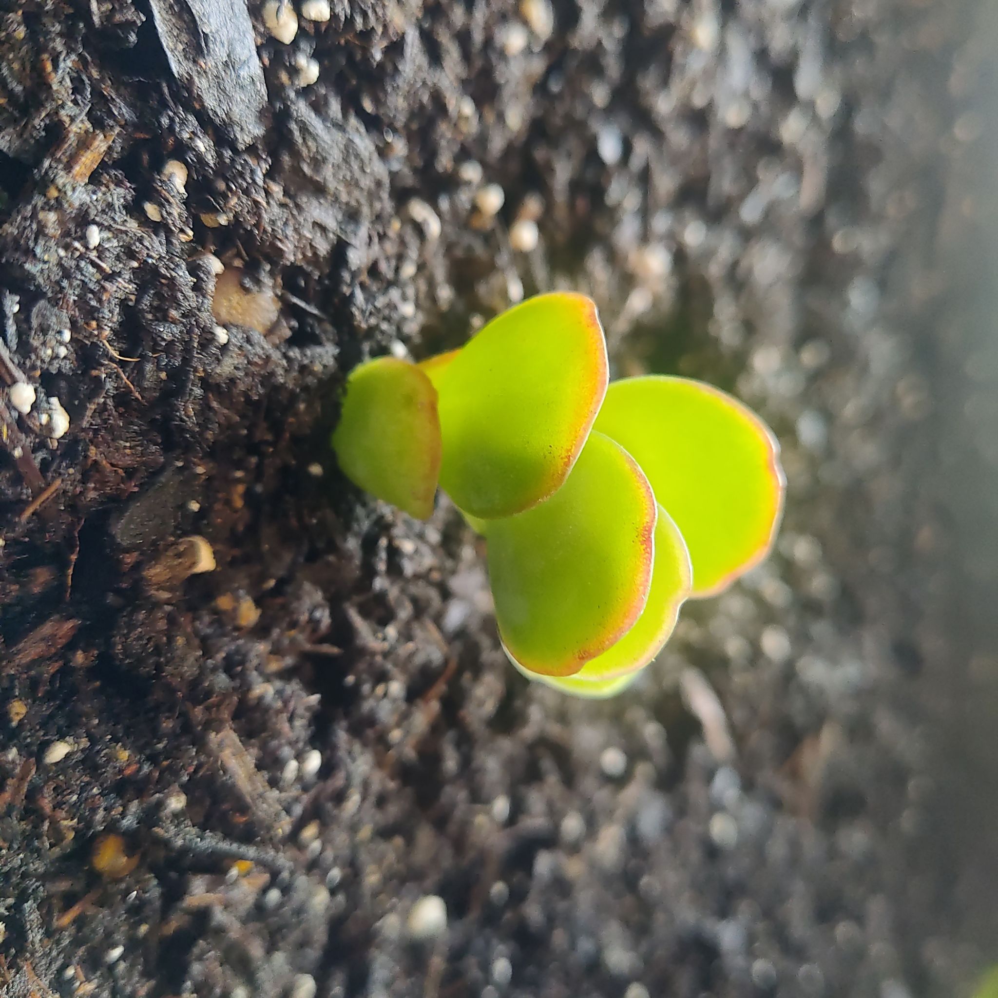 Photo of the plant species Sea Spurge by @PerkySerpentina named Willow on Greg, the plant care app