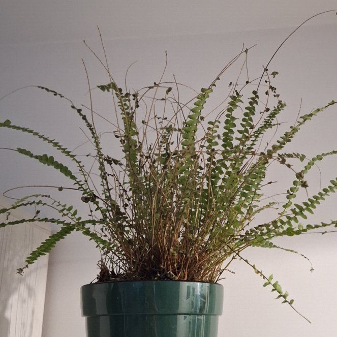 Photo of the plant species Green Lady by @AdmiredKanono81 named Fernie Saunders on Greg, the plant care app