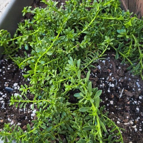 Photo of the plant species Pink Myoporum by @ClassyWolfsbane named Demi on Greg, the plant care app