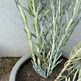 Photo of the plant species Pitcher's Thistle by @PetAloepepe93 named Ulysses S Plant on Greg, the plant care app