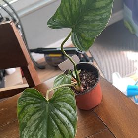 Photo of the plant species Silver Columbia Philodendron by @FitSuncup96 named Darwin on Greg, the plant care app