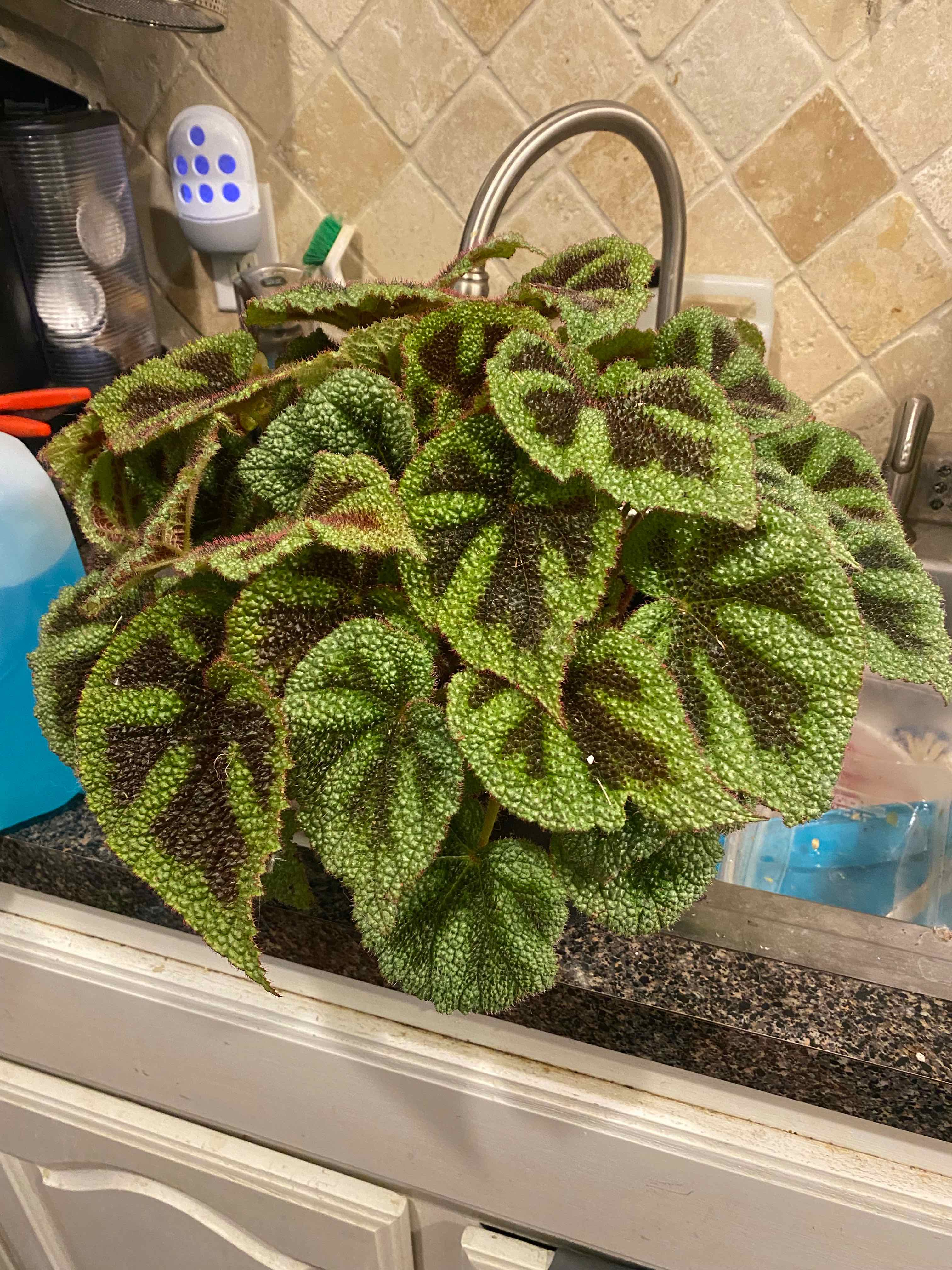 Healthy Iron Cross Begonia with vibrant green leaves and dark cross patterns on a kitchen counter.