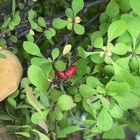 Photo of the plant species Japanese Barberry by @LeadMakole27 named Achilles on Greg, the plant care app