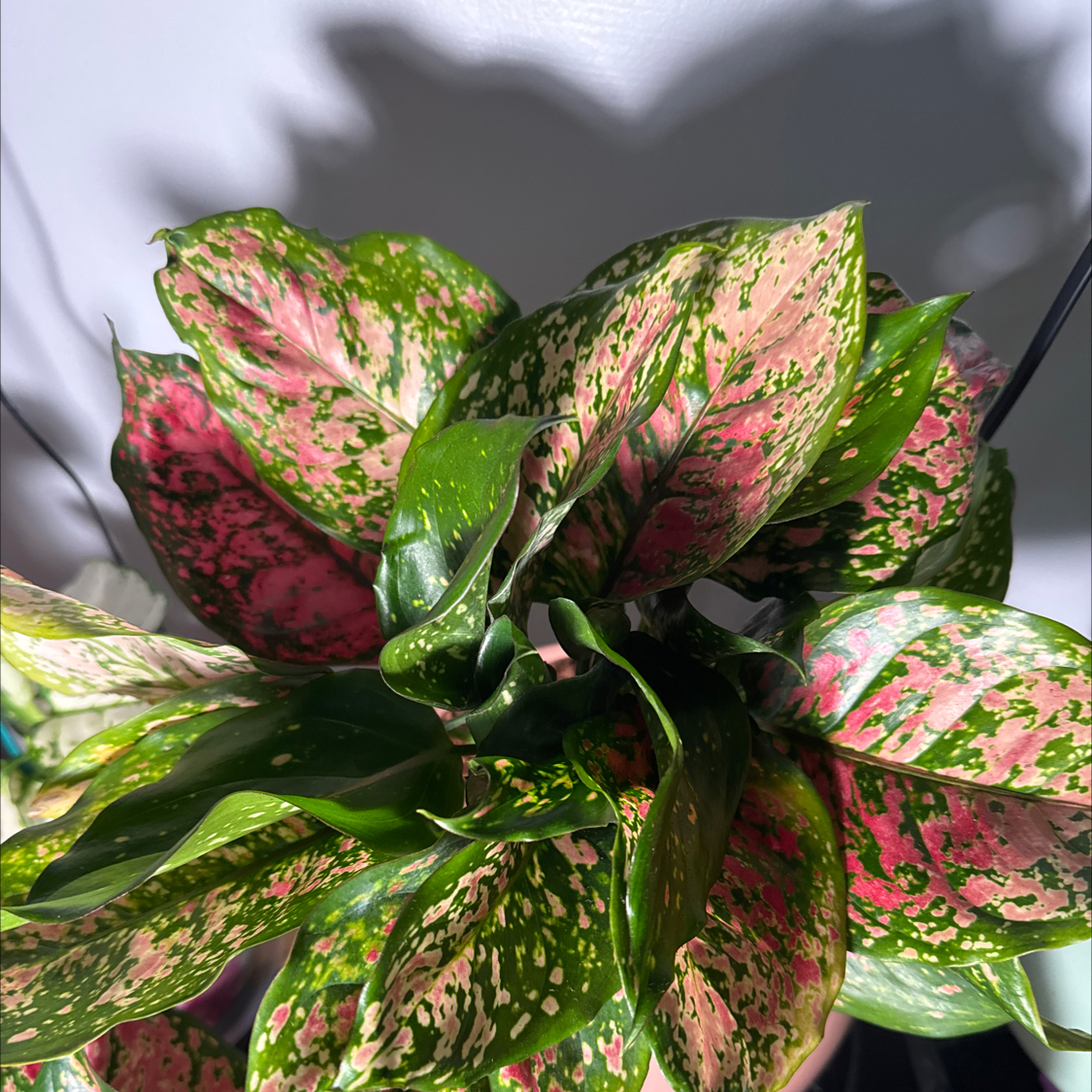 Photo of the plant species Aglaonema 'Favonian' by @ladichel named Soraya Dawn on Greg, the plant care app