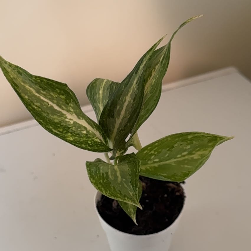Photo of the plant species White Rain Chinese Evergreen by @ladichel named Orlando Bloom on Greg, the plant care app