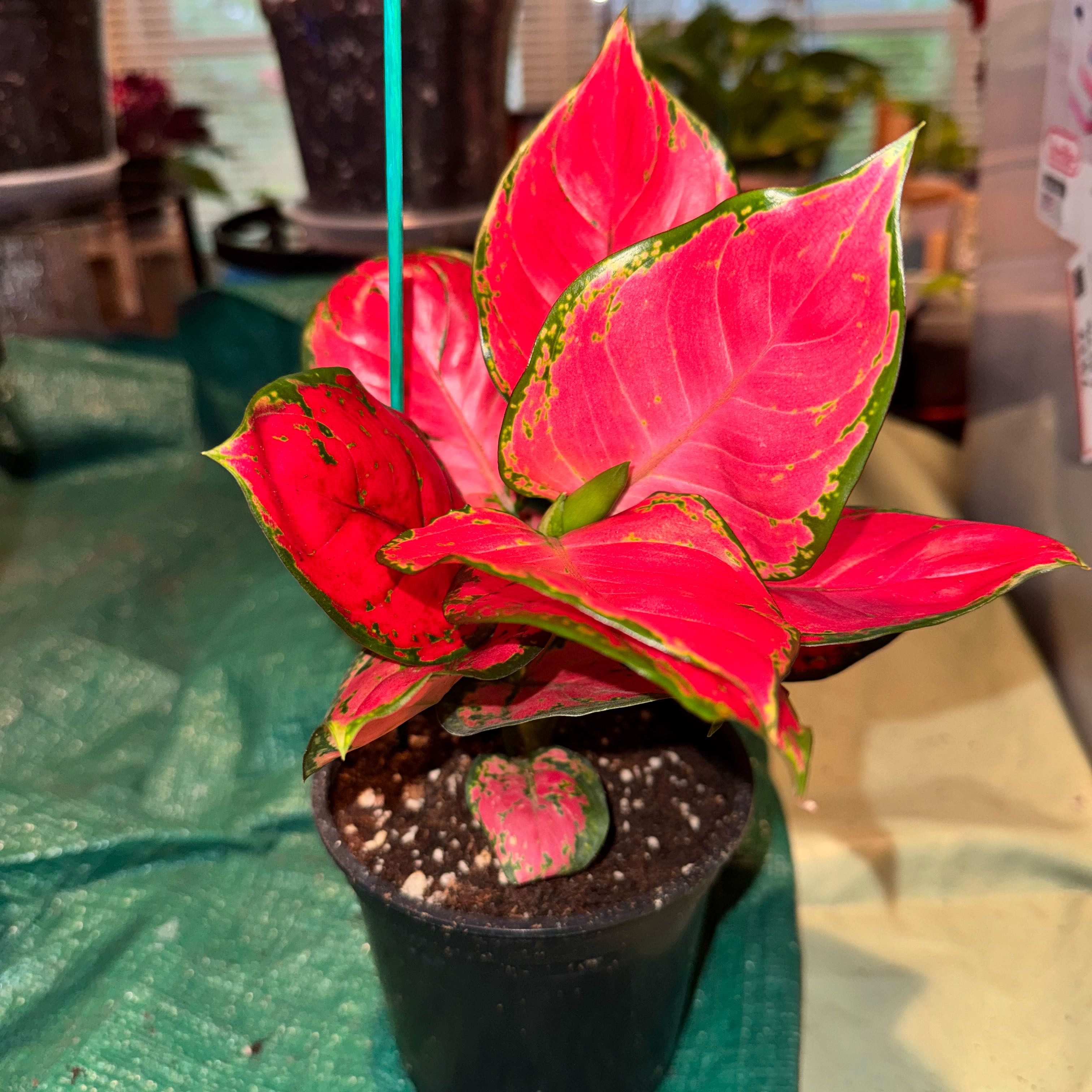 Photo of the plant species Suksom Jaipong Aglaonema by @ladichel named Jaelia Flame on Greg, the plant care app