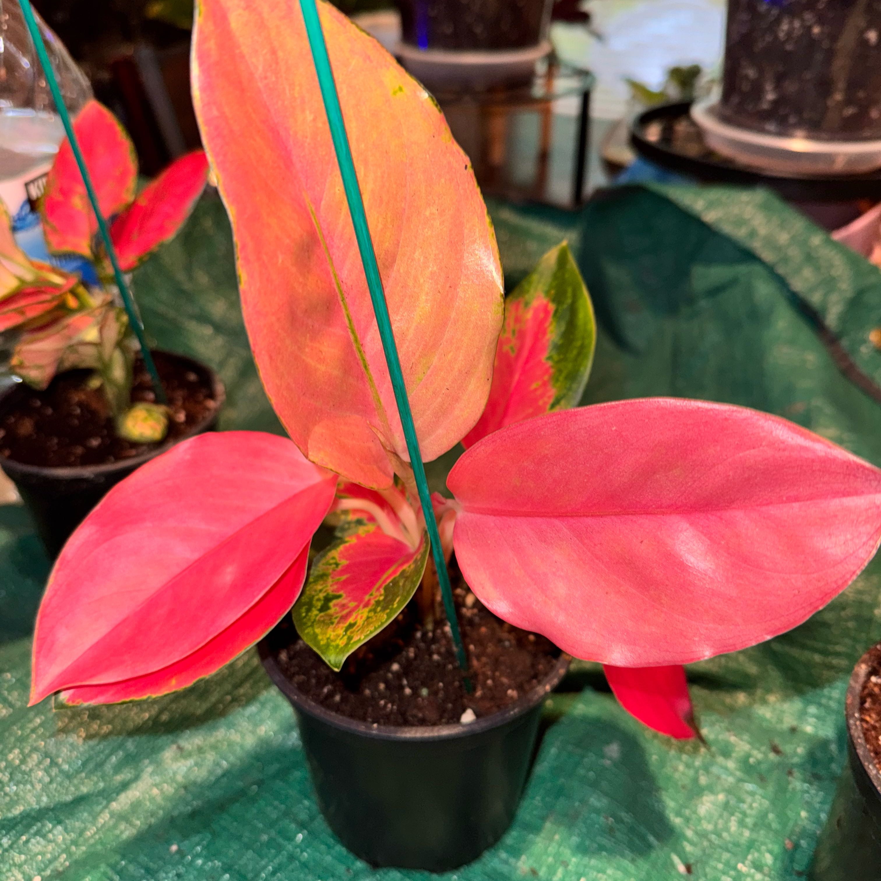Photo of the plant species Aglaonema 'Pink' by @ladichel named Velara Lume on Greg, the plant care app