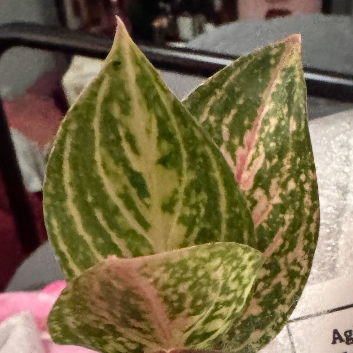 Photo of the plant species Aglaonema 'Favonian' by @ladichel named Solyra Miel /Golden Powder on Greg, the plant care app
