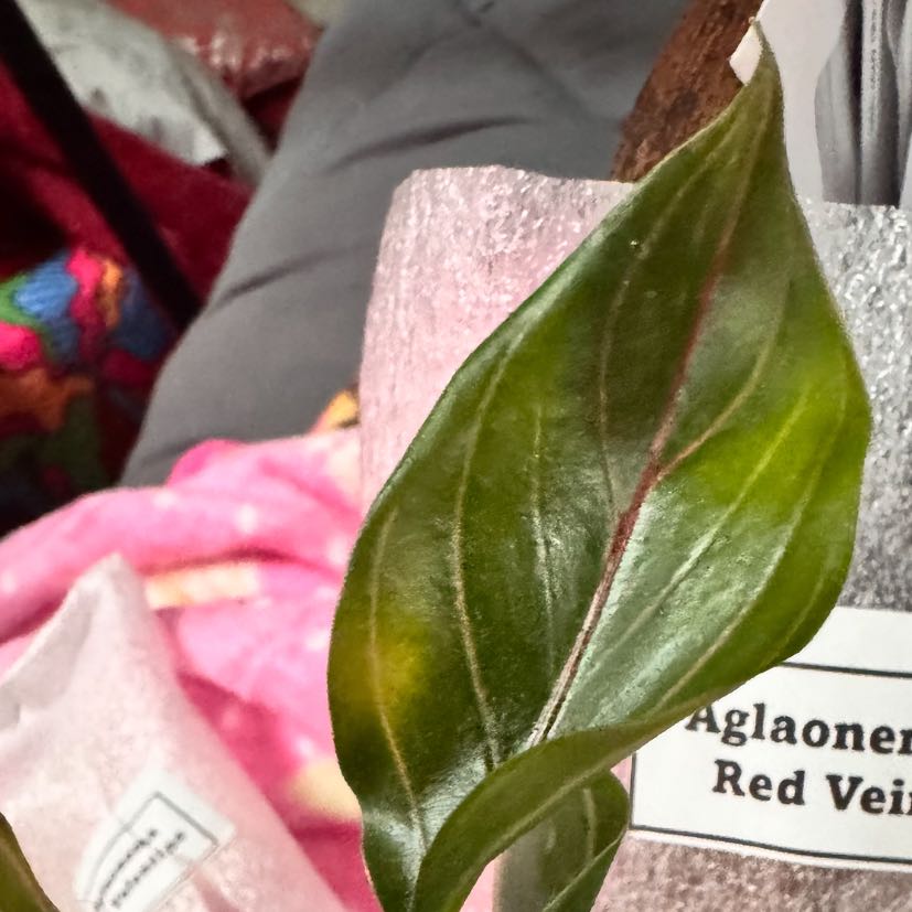 Photo of the plant species Aglaonema 'Red Zircon' by @ladichel named Kaelyra Pulse / Red Vein on Greg, the plant care app