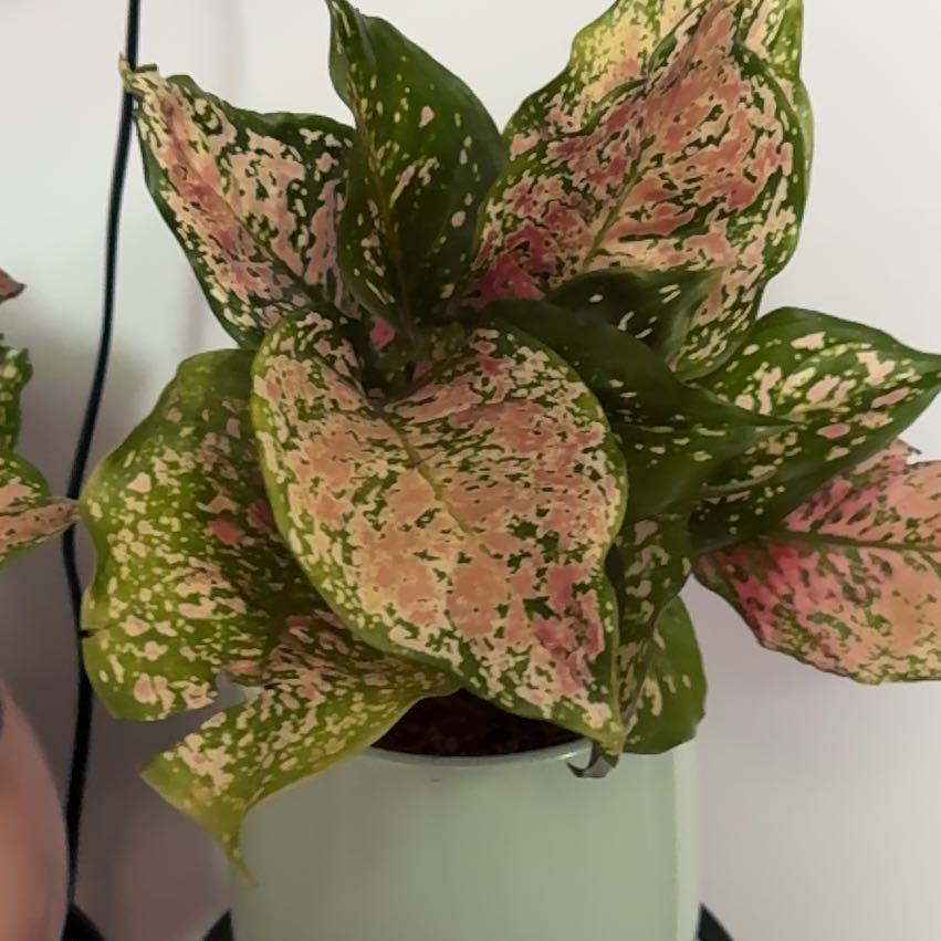 Photo of the plant species Aglaonema 'Favonian' by @ladichel named Zahava Bloom on Greg, the plant care app