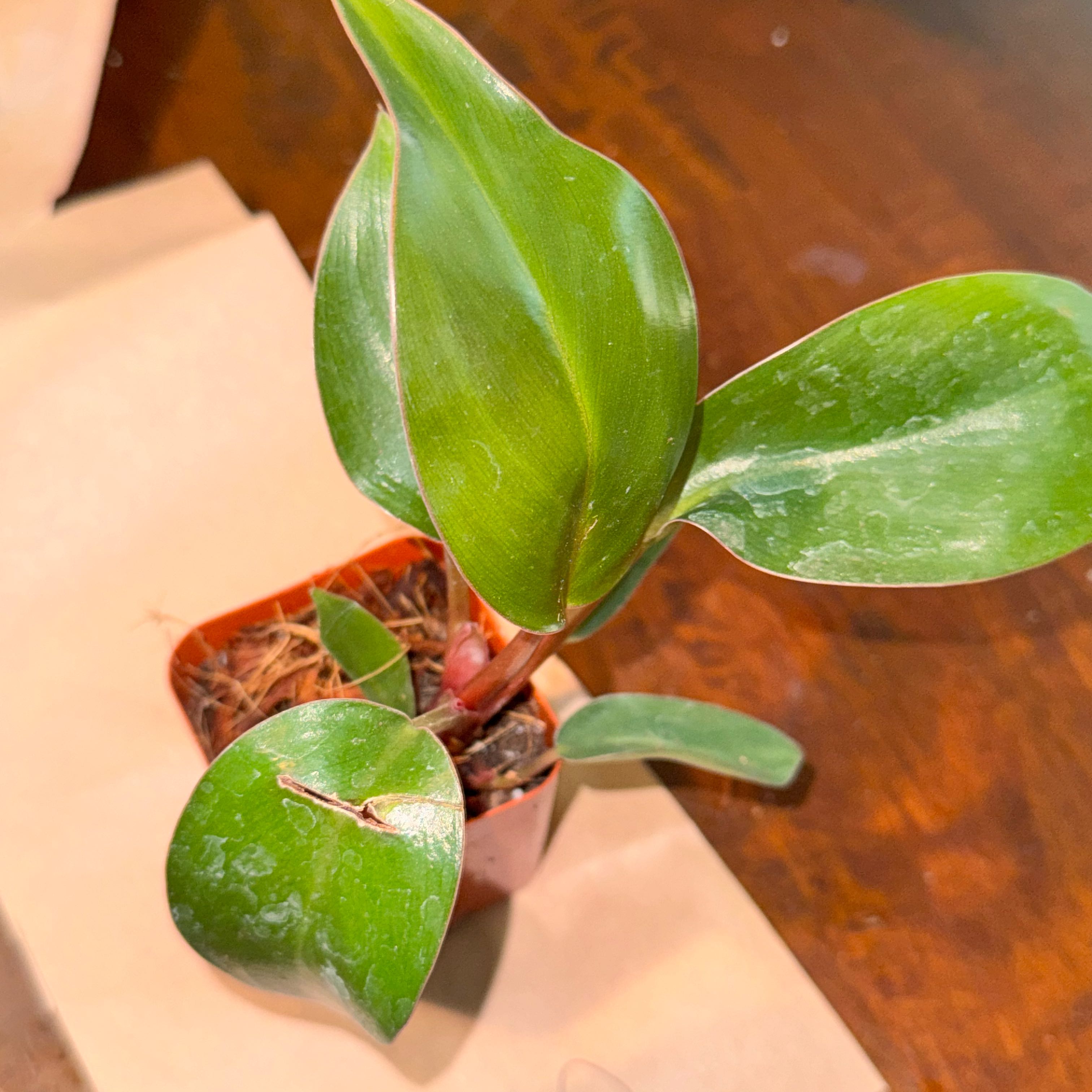 Photo of the plant species Philodendron Royal Queen by @ladichel named Xena on Greg, the plant care app