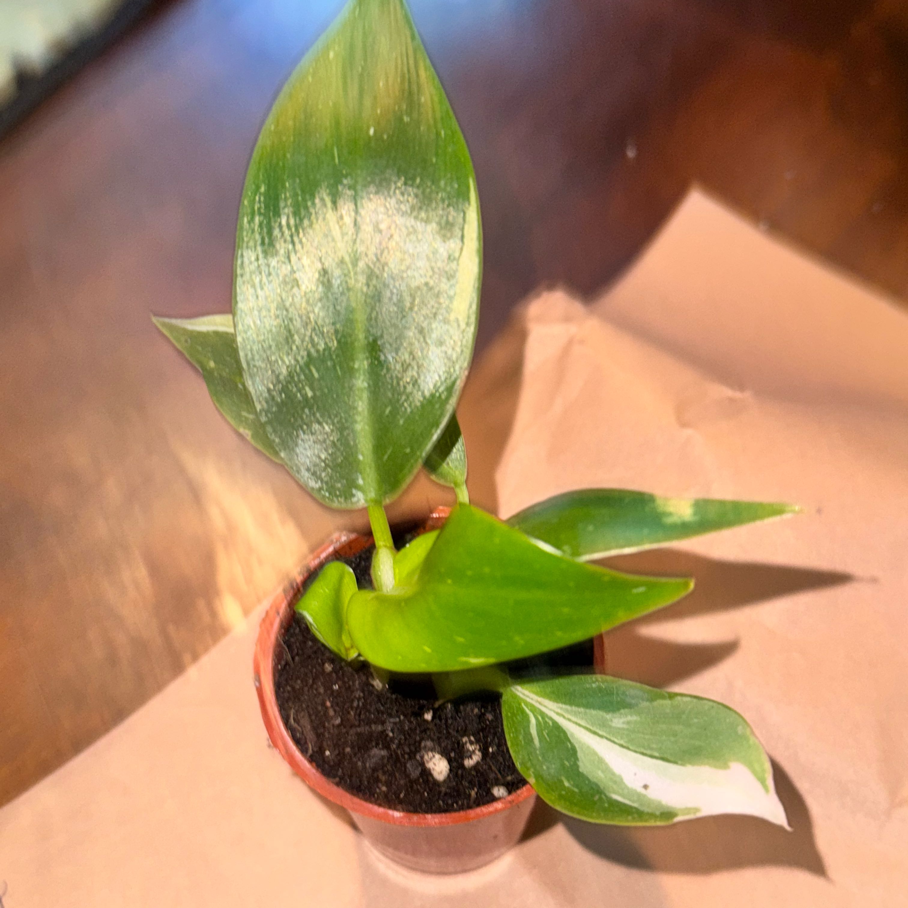 Photo of the plant species Tricolor White Princess by @ladichel named Naomi on Greg, the plant care app