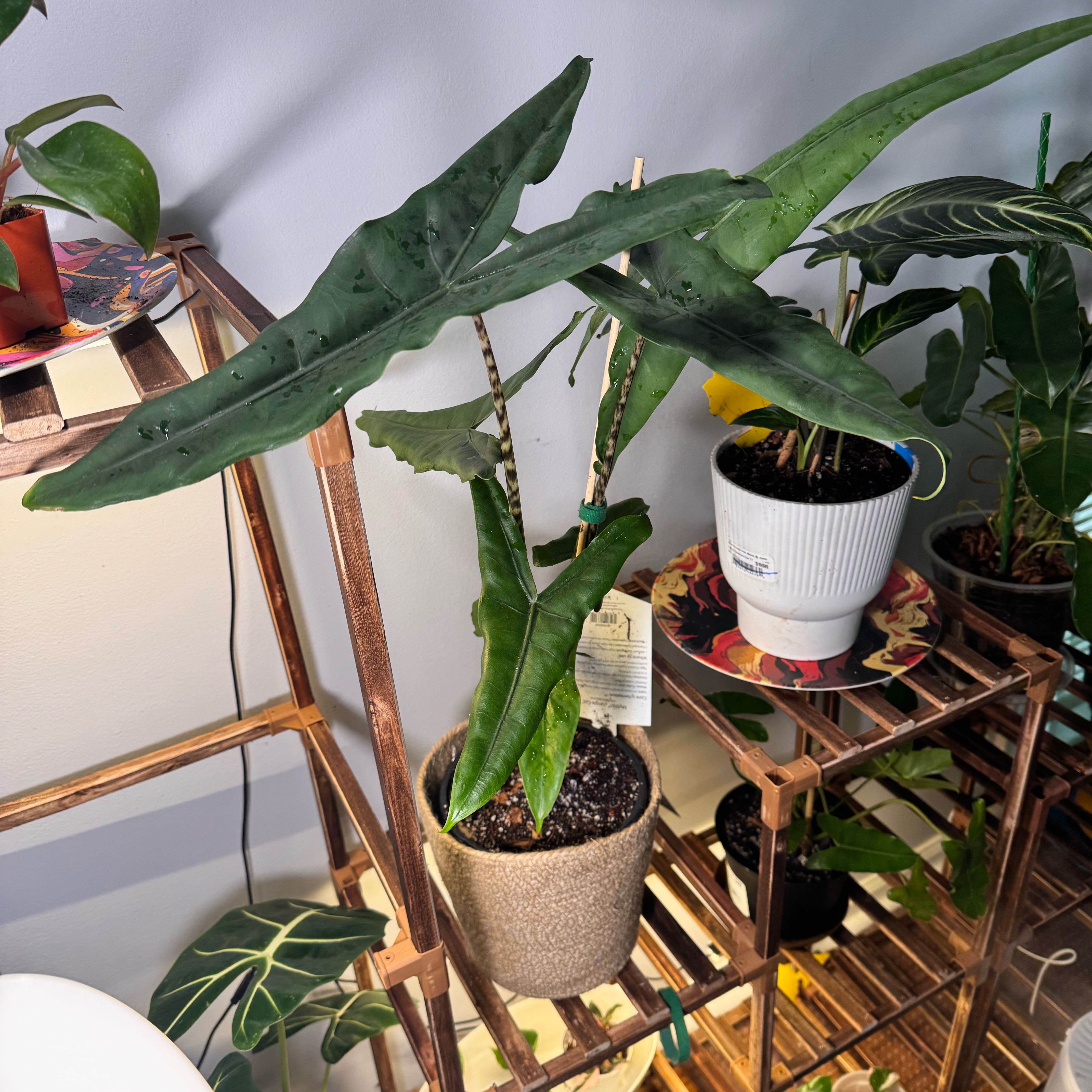 Photo of the plant species Alocasia 'Tigrina Superba' by @ladichel named Nyra Veltz Strype on Greg, the plant care app