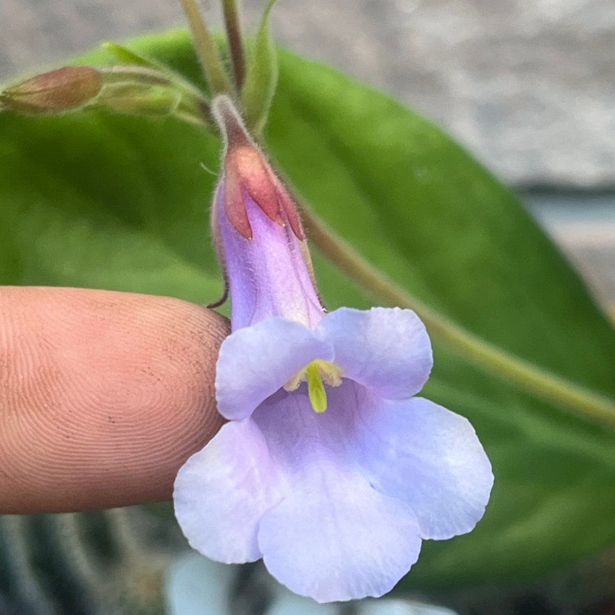 Photo of the plant species Yellow-Spotted Primulina by @NiceChismastree named Primulina flavimaculata on Greg, the plant care app