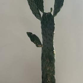 Photo of the plant species Cowboy Cactus by @ActiveMyagrum named Cowboy on Greg, the plant care app