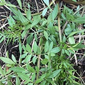 Photo of the plant species Spreading Jacob's Ladder by @AvidBasketplant named Hemingway on Greg, the plant care app