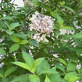 Photo of the plant species Panicle Hydrangea by @AvidBasketplant named Forrest on Greg, the plant care app