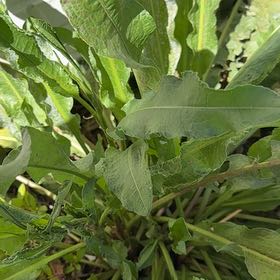 Photo of the plant species Curly Dock by @AvidBasketplant named Drake on Greg, the plant care app