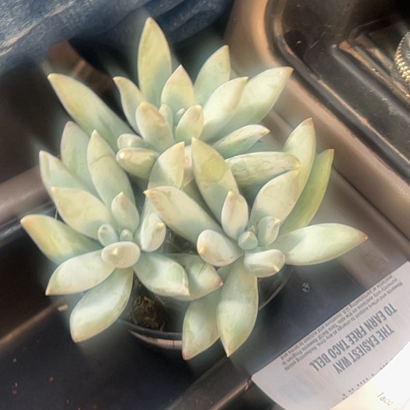 Photo of the plant species Little Gem Magnolia by @VocalWildgrape named Homer on Greg, the plant care app