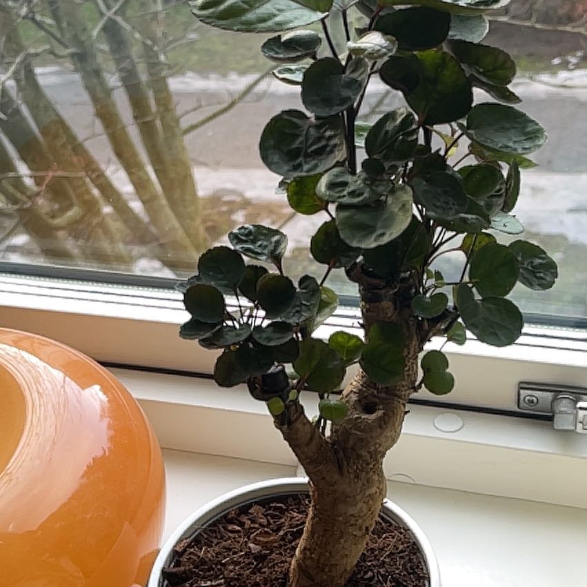 Photo of the plant species Polyscias by @SereneOnionweed named Prince on Greg, the plant care app