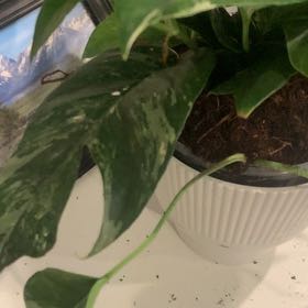Photo of the plant species Pothos 'Albo' by Kirk named Harry on Greg, the plant care app