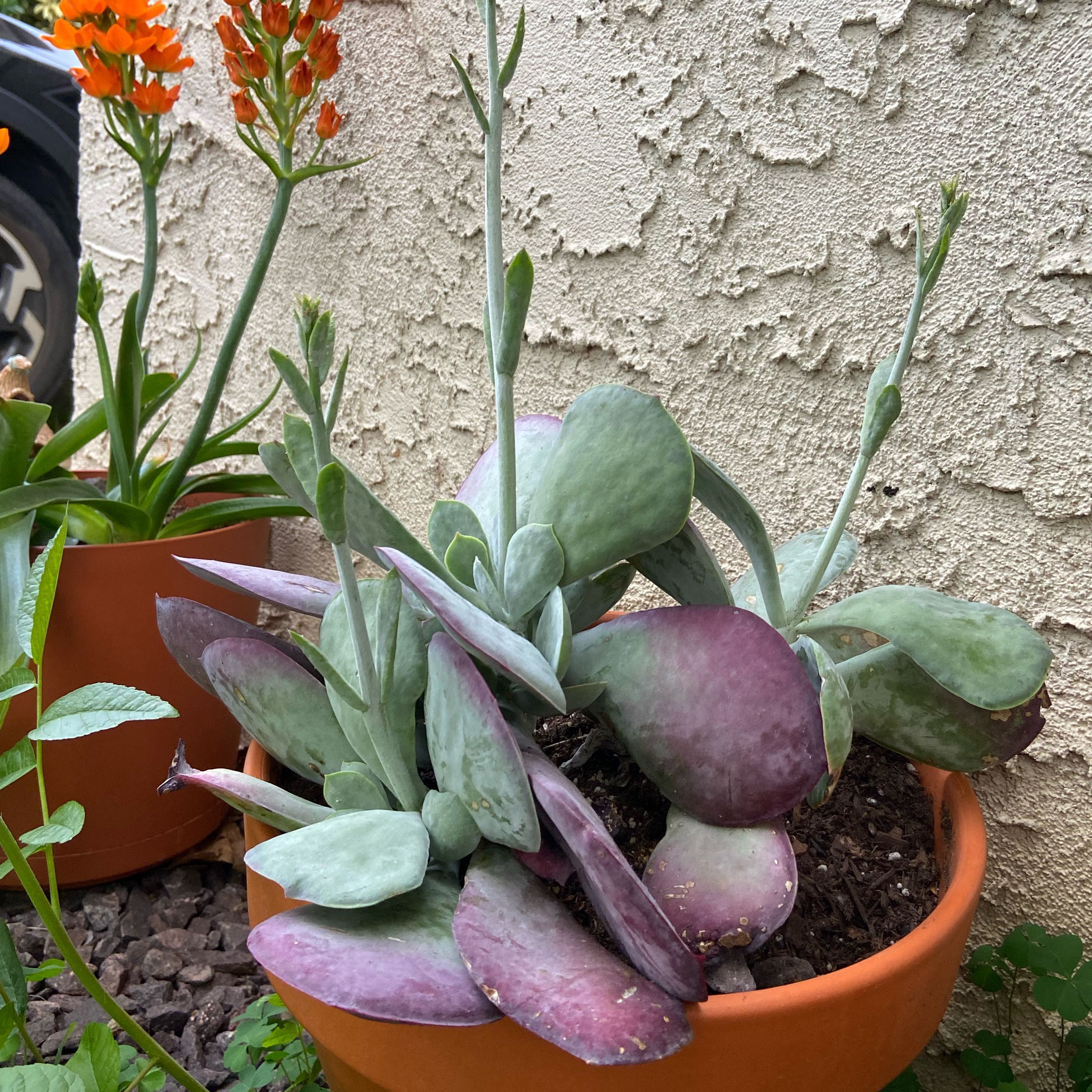 Photo of the plant species Cotyledon Passions Heart by @MajesticGollum named Harper on Greg, the plant care app