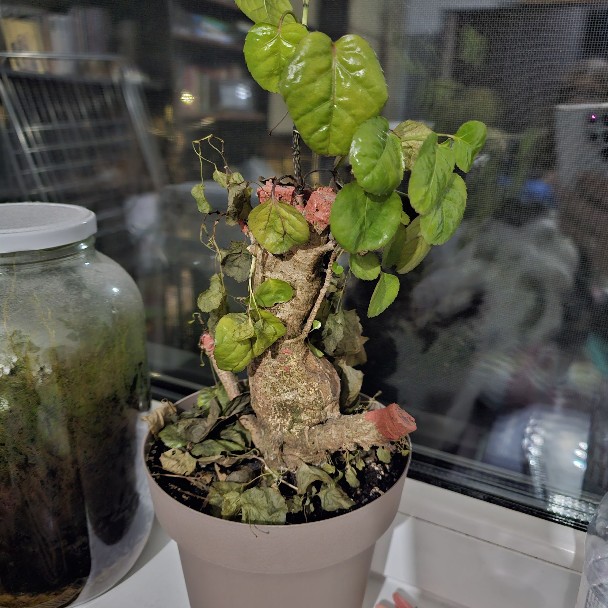 Photo of the plant species Aralia Fabian by @GrownNjoypothos named Scarlett on Greg, the plant care app