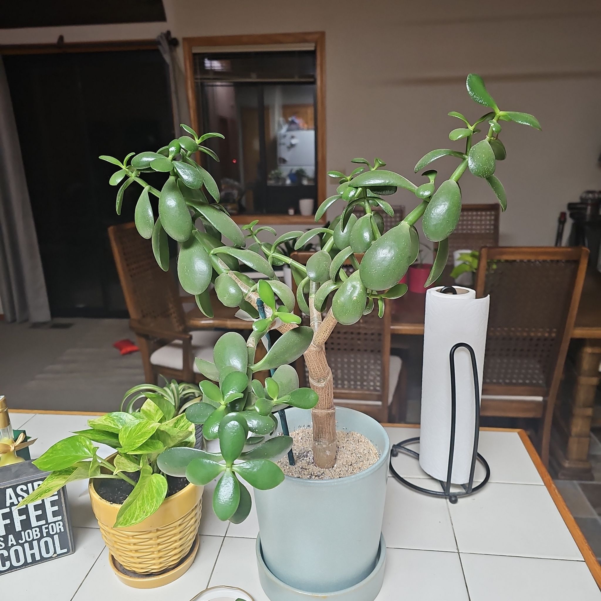 Photo of the plant species Jade Tree by @GrandSnowbanana named LiloStitch on Greg, the plant care app
