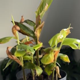 Plant care for Roxburgh's Ginger on Greg, the plant care app