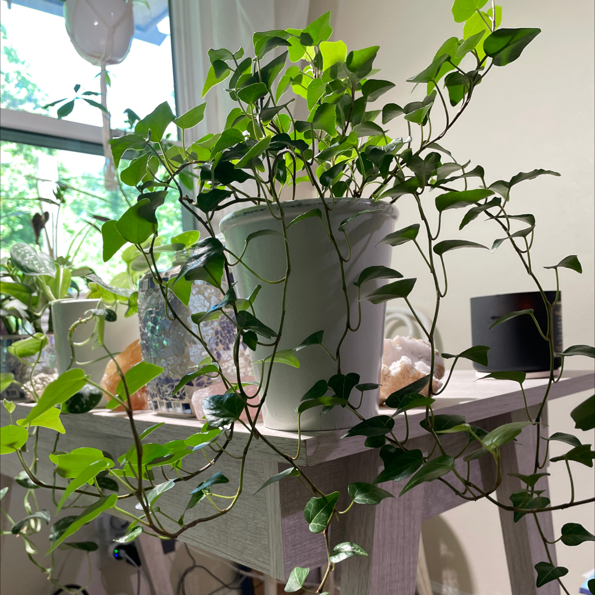 Plant care for Golden Ingot Ivy on Greg, the plant care app