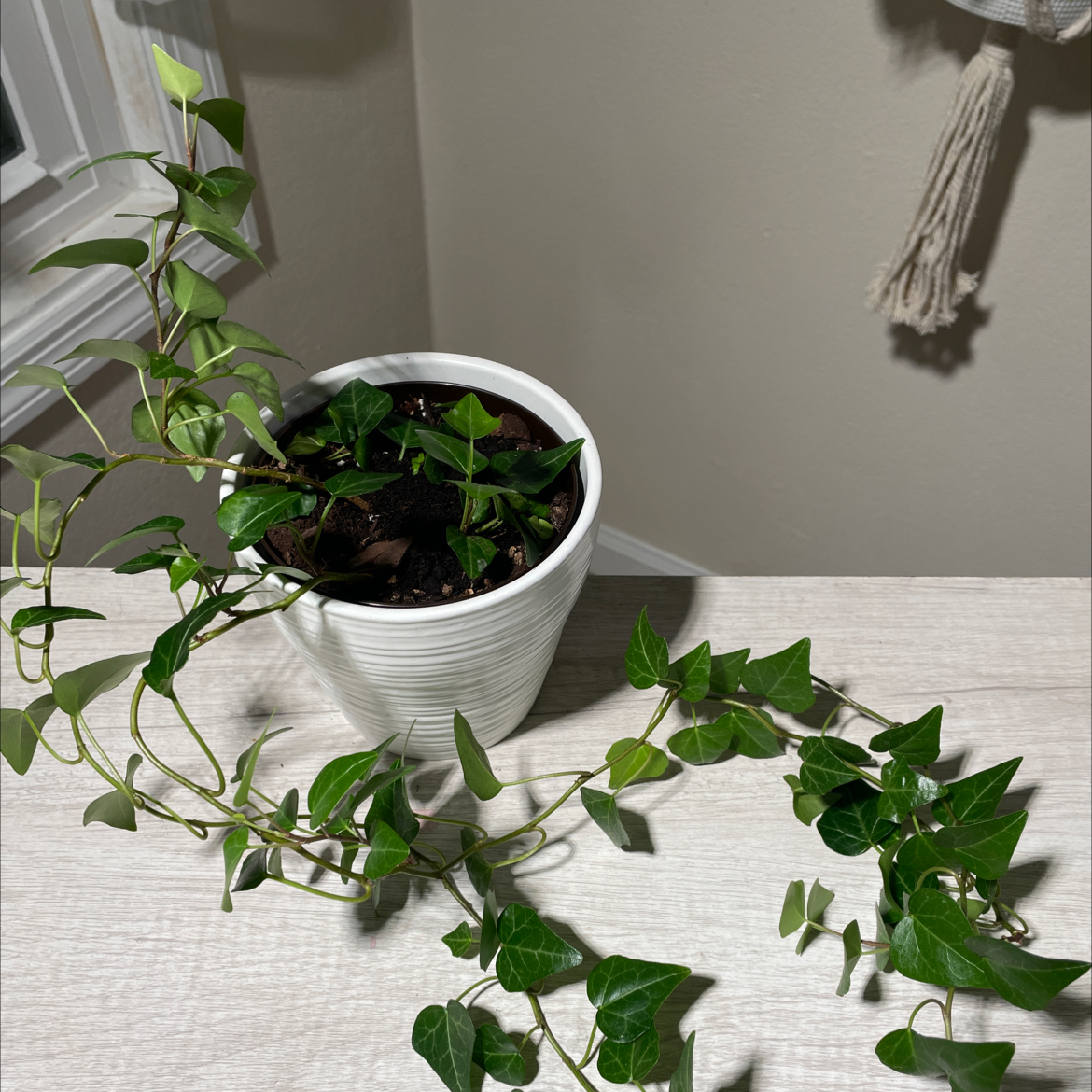 Royal Hustler Ivy plant photo by @BlairBear named Royal Hustler on Greg, the plant care app.