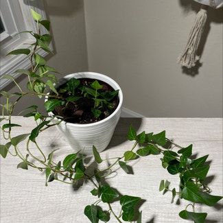 Royal Hustler Ivy plant in Somewhere on Earth