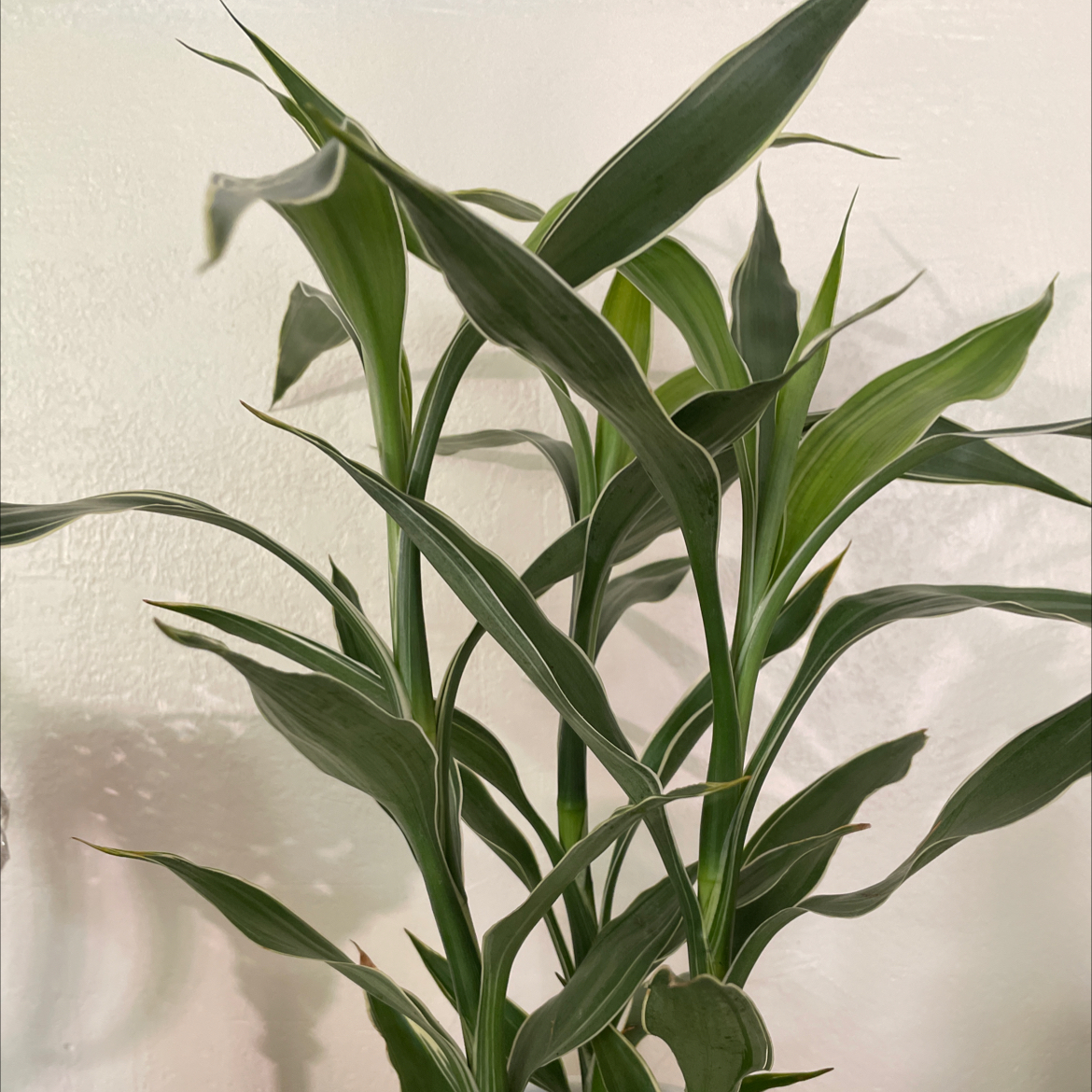 Photo of the plant species Lucky Bamboo by @BlairBear named Aria on Greg, the plant care app