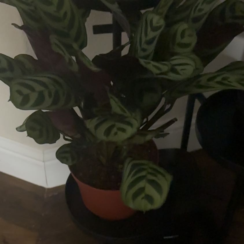 Photo of the plant species Calathea burle-marxii by @CuteLeafyspurge named Einstein on Greg, the plant care app