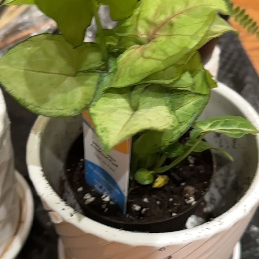 Photo of the plant species Arrowhead Plant by @SlinkyBoneset named Willow on Greg, the plant care app
