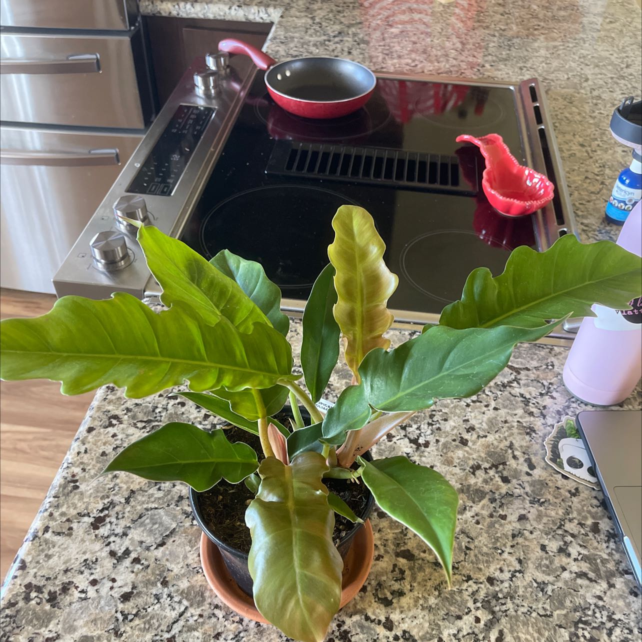 Philodendron Narrow Tiger Tooth plant on a kitchen countertop with vibrant green leaves.