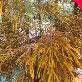 Photo of the plant species bower wattle by @ChampCineraria named Kardashian on Greg, the plant care app