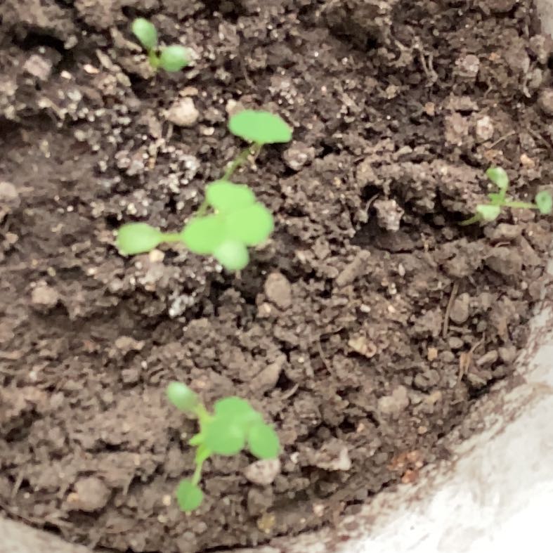 Photo of the plant species Lucky Clover by @PluckySeaspurge named Kylie on Greg, the plant care app