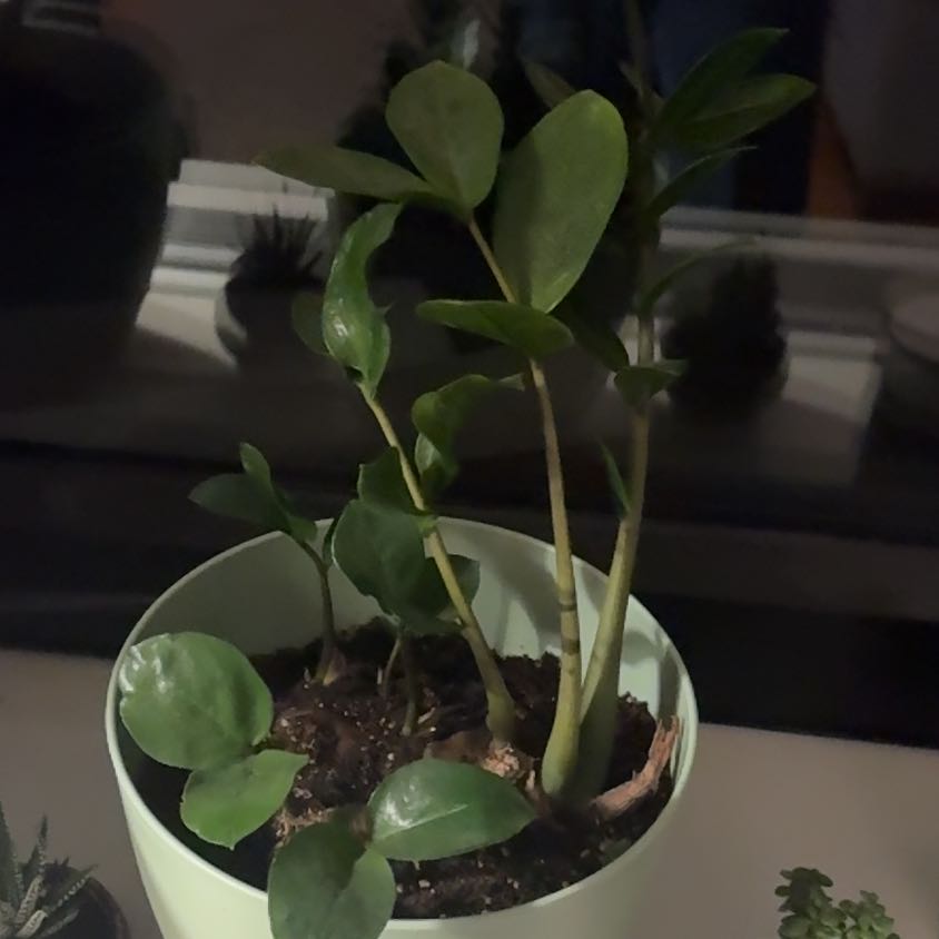 Photo of the plant species Zamicro ZZ Plant by @ForeverMorombe named Rosa on Greg, the plant care app