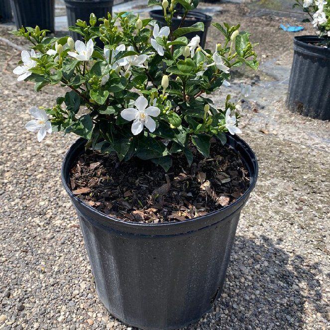 Photo of the plant species Asian Snow Jasmine by @YokeBeebalm85 named Jasmine on Greg, the plant care app