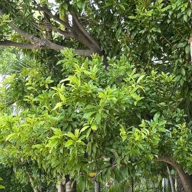 Photo of the plant species Sapote by @RichWavycap65 named Darwin on Greg, the plant care app