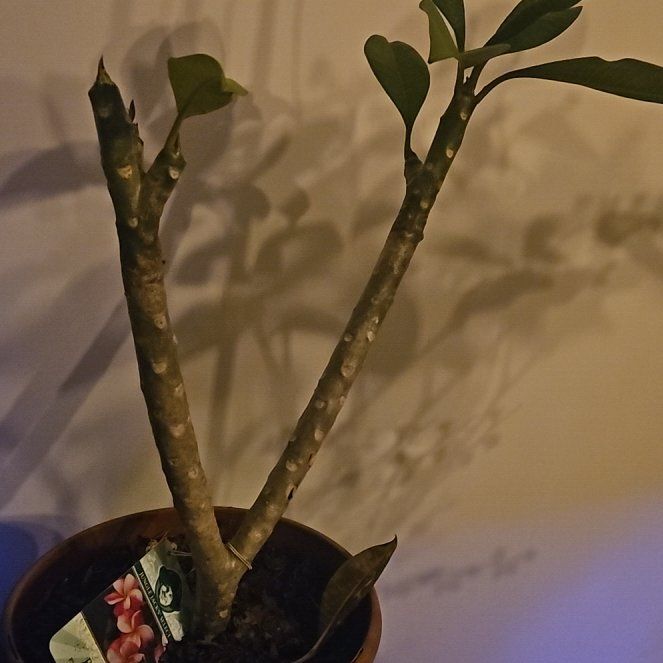 Photo of the plant species Plumeria 'Rainbow Starburst' by @DollCapesundew named Diana on Greg, the plant care app