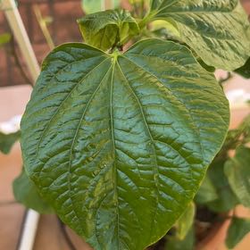 Photo of the plant species Betel by @GivingZulugiant named Luna on Greg, the plant care app