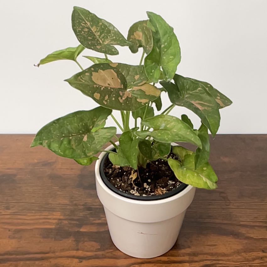 Photo of the plant species Syngonium Pink Splash Thai by @SpasticMatter named Diana on Greg, the plant care app