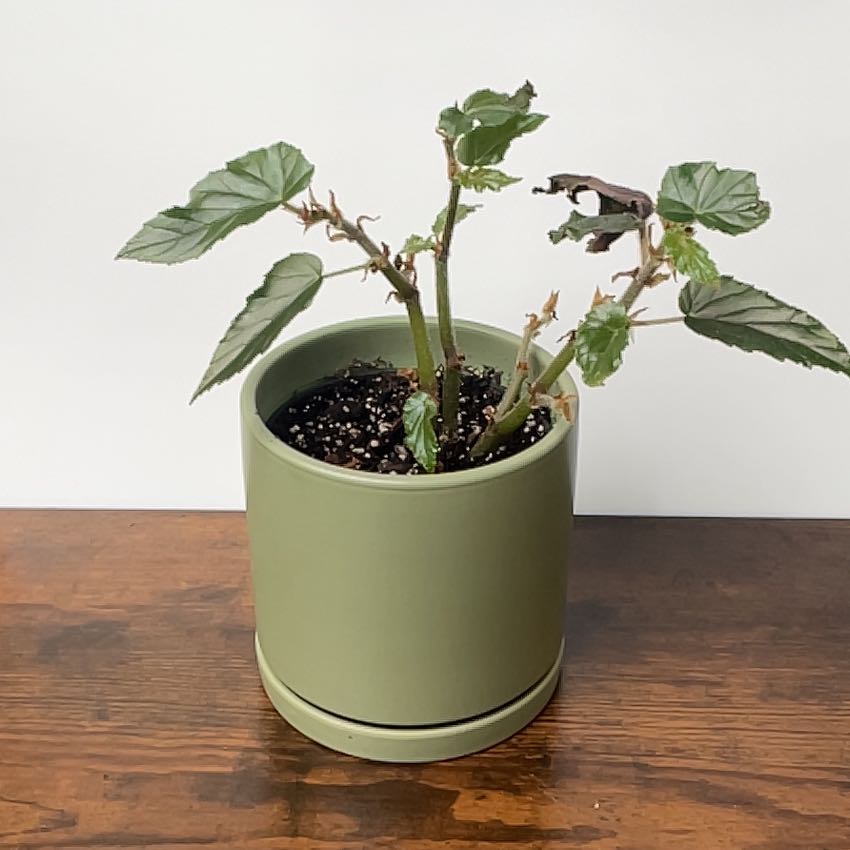 Photo of the plant species Begonia Ginny by @SpasticMatter named Fernie Mac on Greg, the plant care app