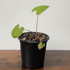 Photo of the plant species Mojito colocasia by @SpasticMatter named Girlfrond on Greg, the plant care app